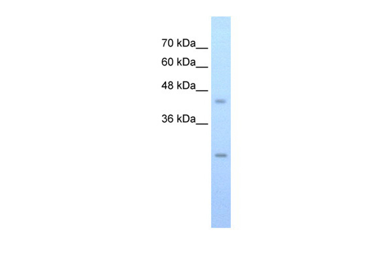 Antibody used in WB on Human HepG2 at 0.0625 ug/ml.