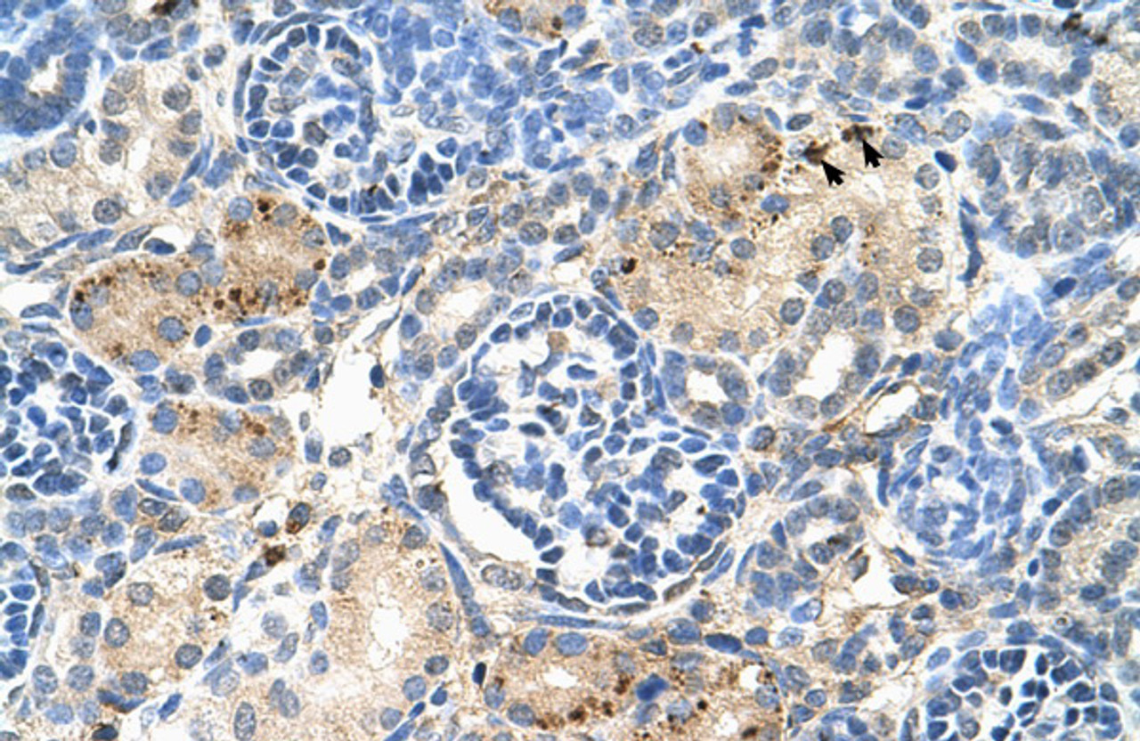 Antibody used in IHC on Human kidney.