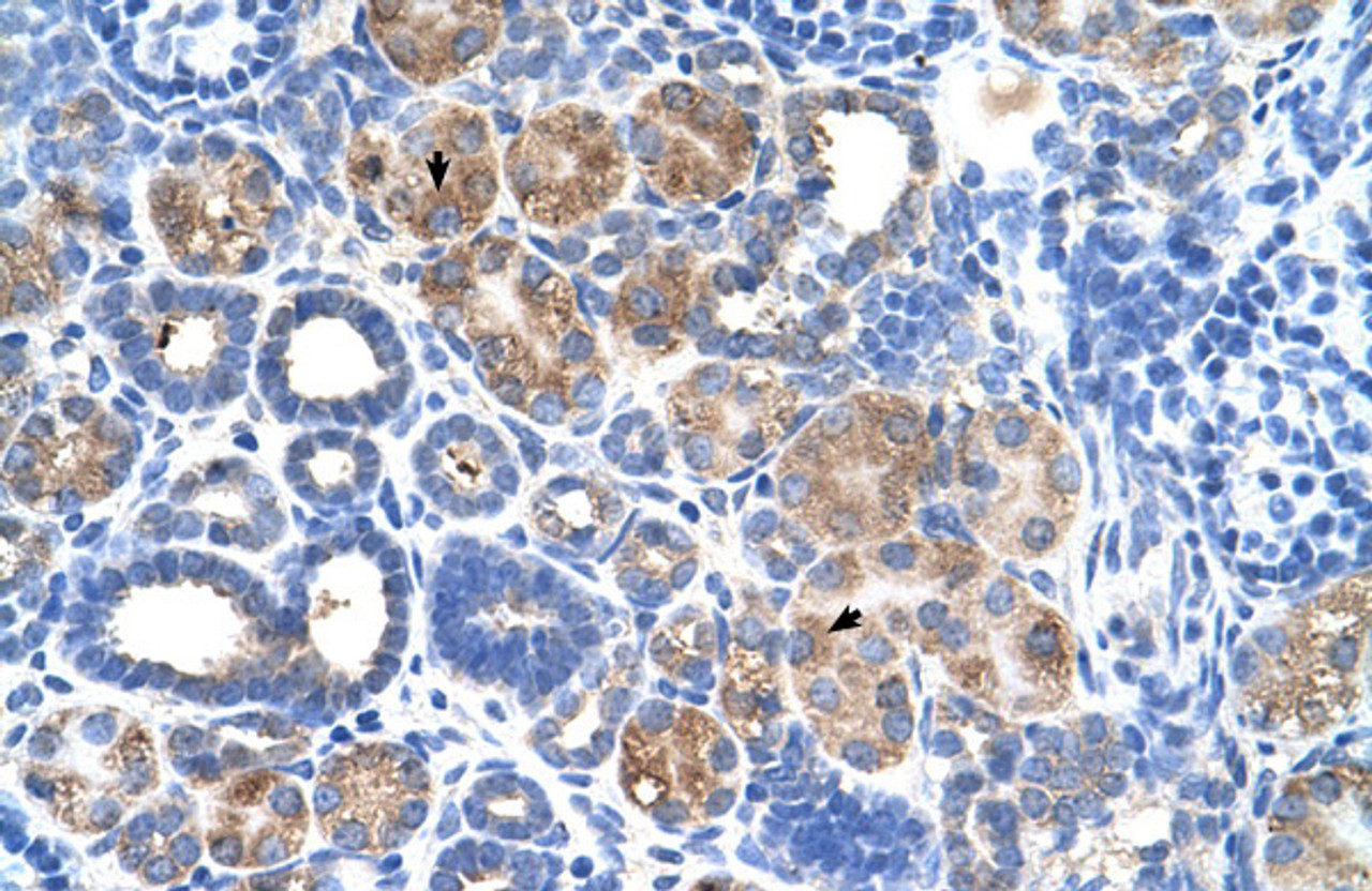 Antibody used in IHC on Human kidney.