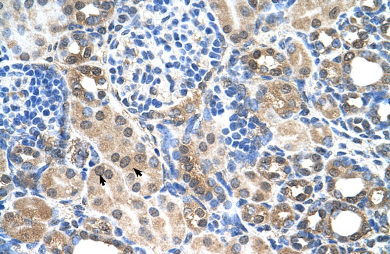 Antibody used in IHC on Human kidney.