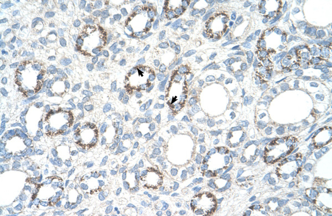 Antibody used in IHC on Human kidney.