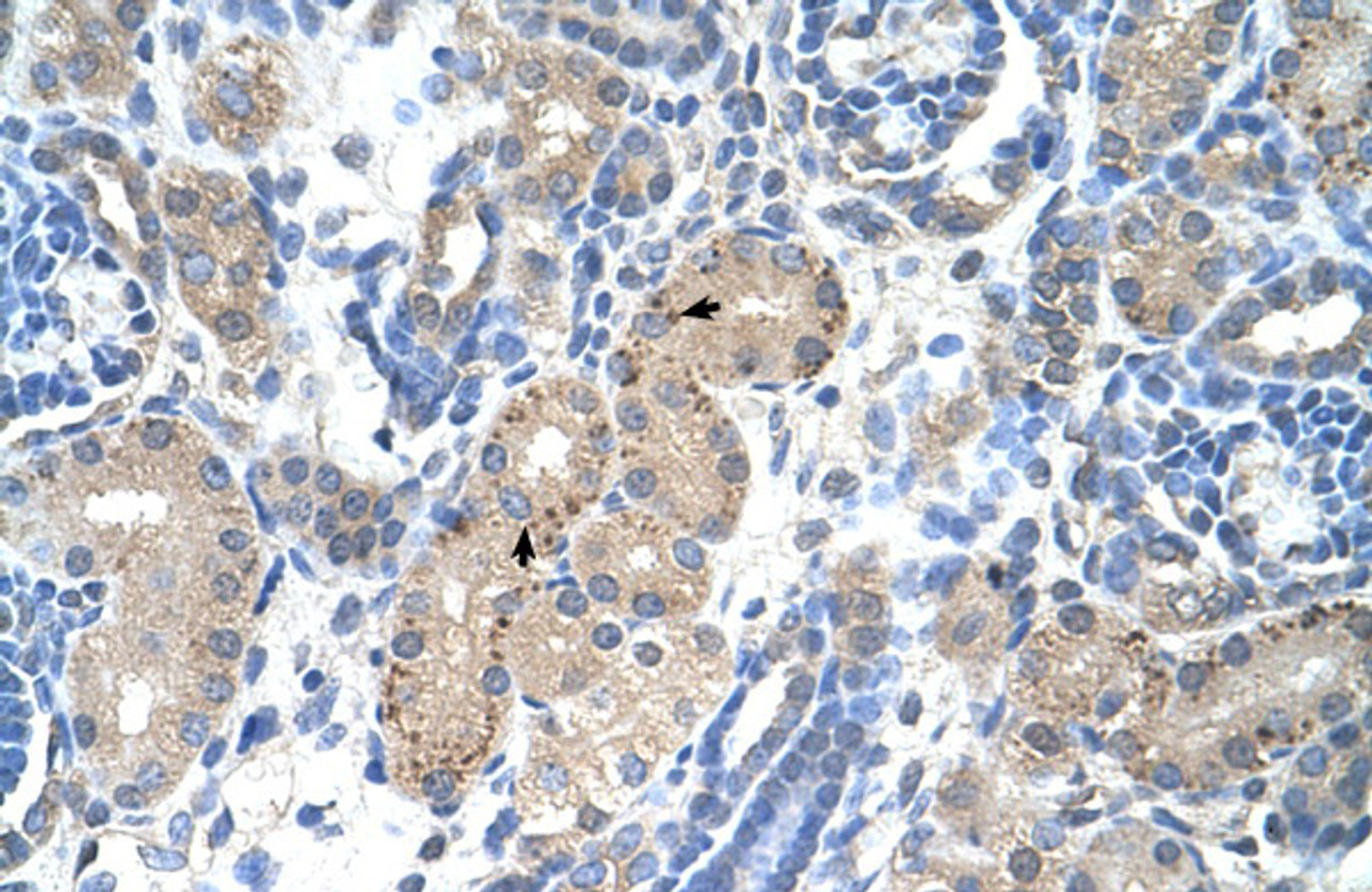 Antibody used in IHC on Human kidney.