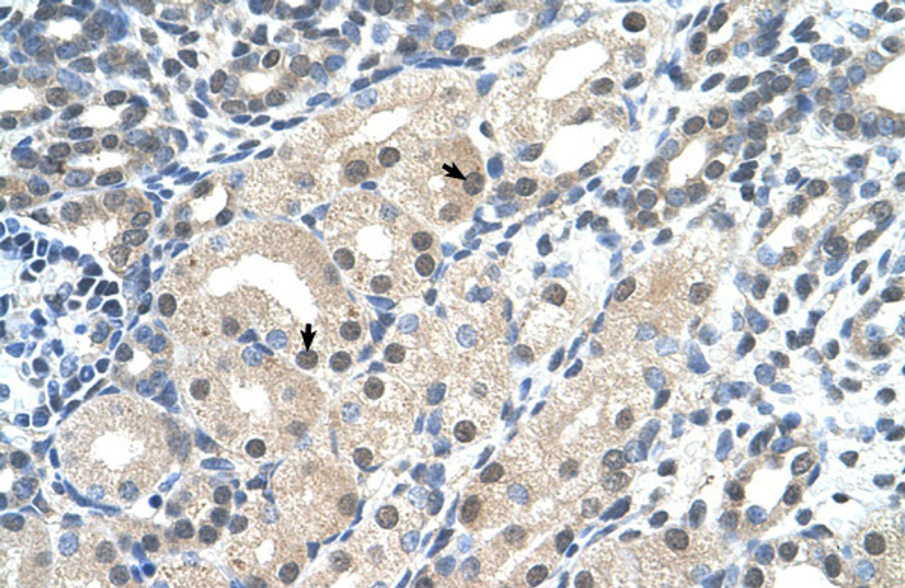 Antibody used in IHC on Human kidney.