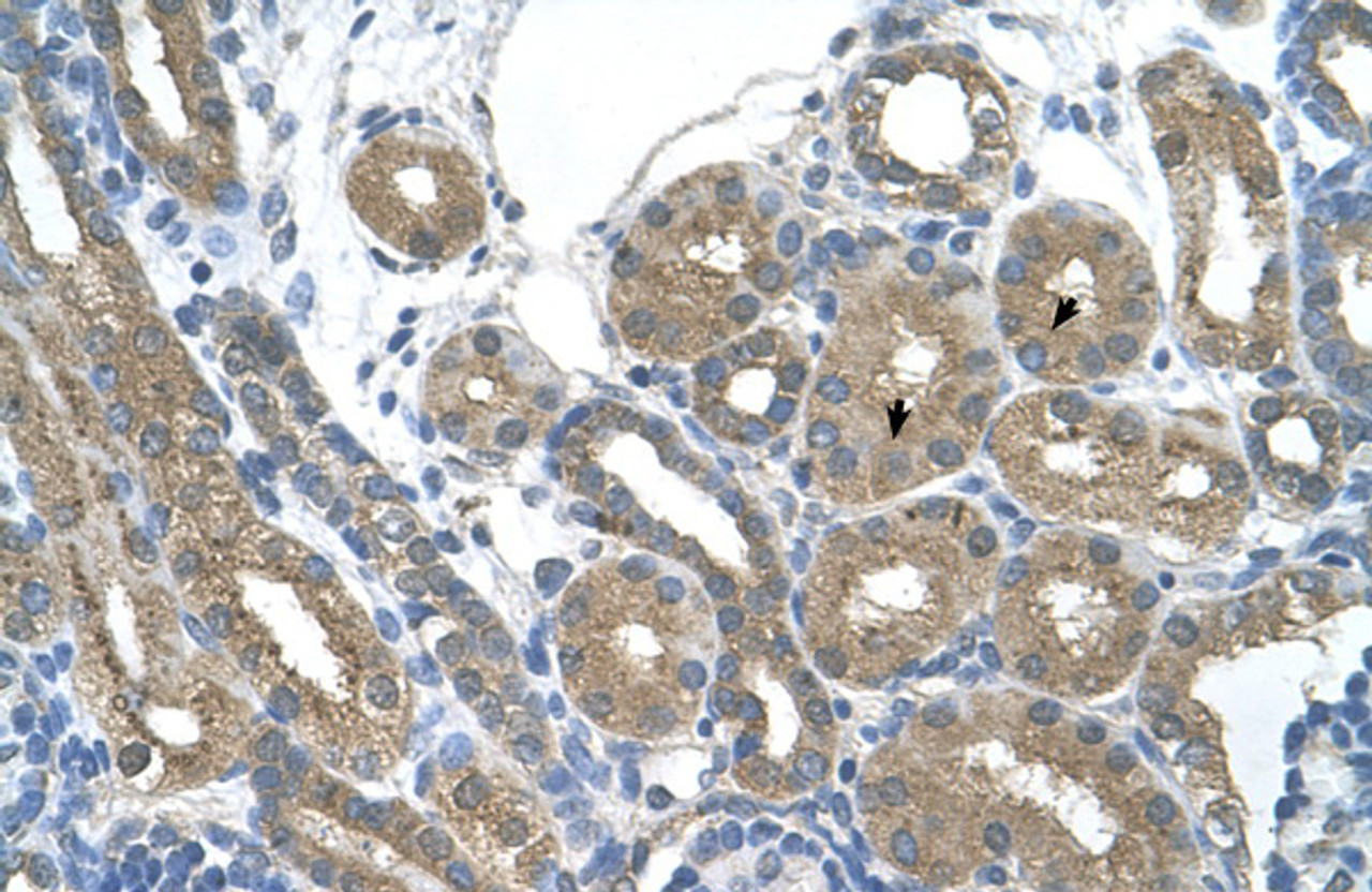 Antibody used in IHC on Human kidney.