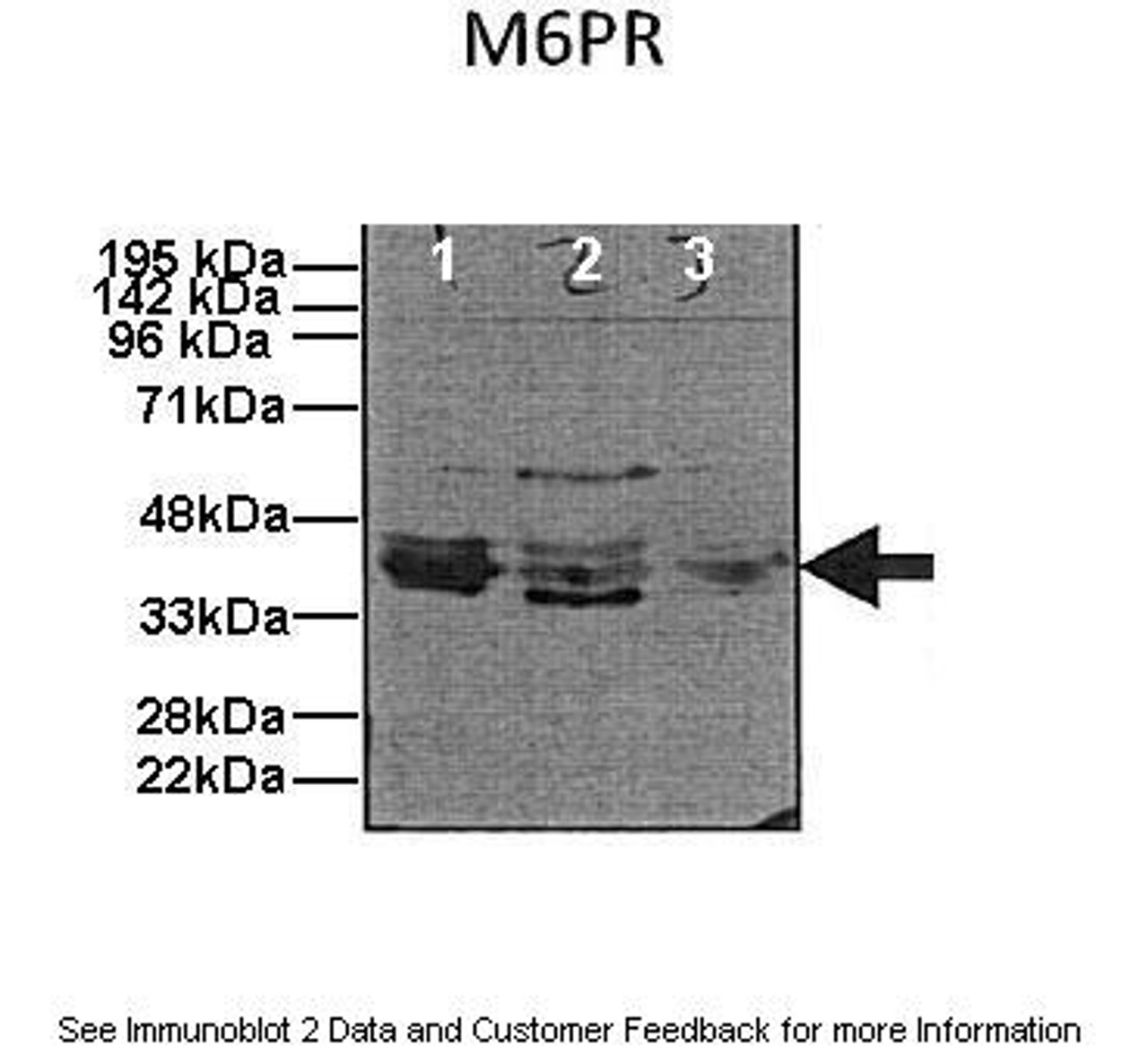 Antibody used in WB on Human, Mouse cell lines.