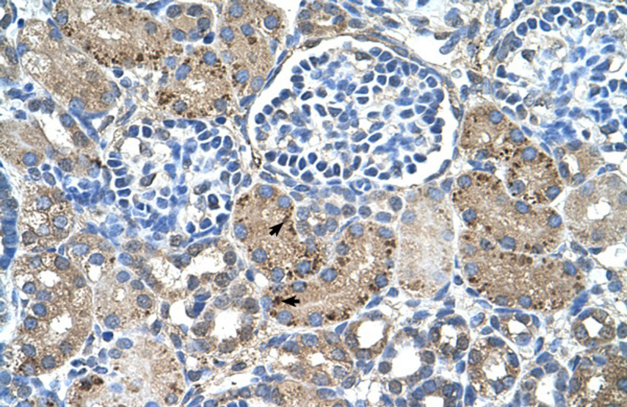 Antibody used in IHC on Human kidney.