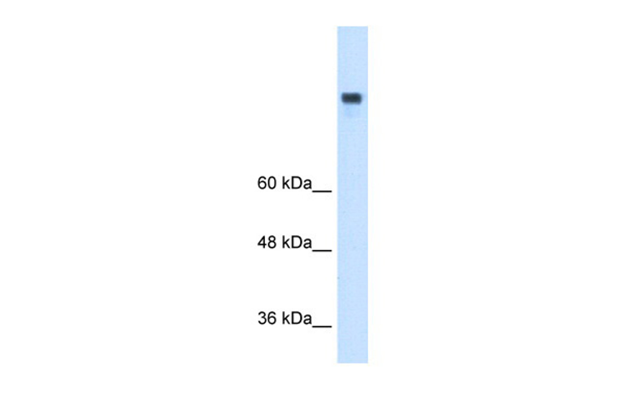 Antibody used in WB on Human HepG2 at 0.2-1 ug/ml.