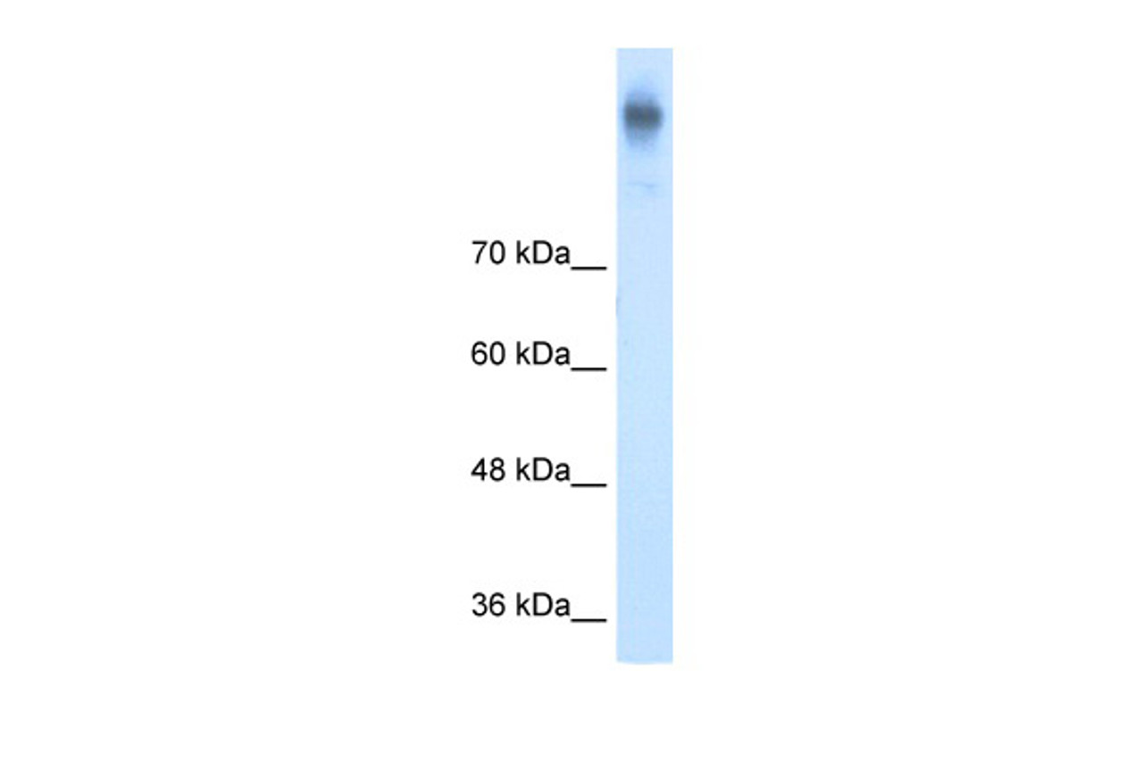 Antibody used in WB on Human DLD1 at 5.0 ug/ml.