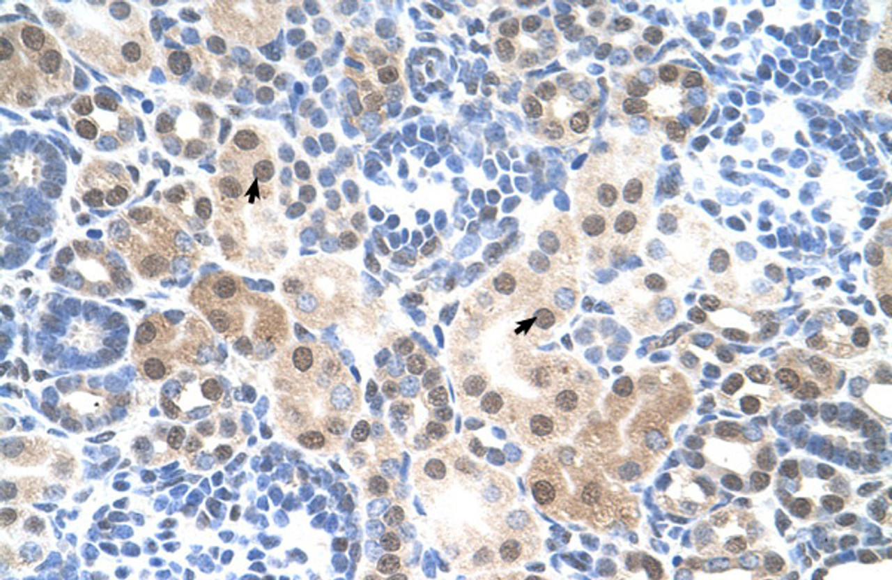 Antibody used in IHC on Human kidney.