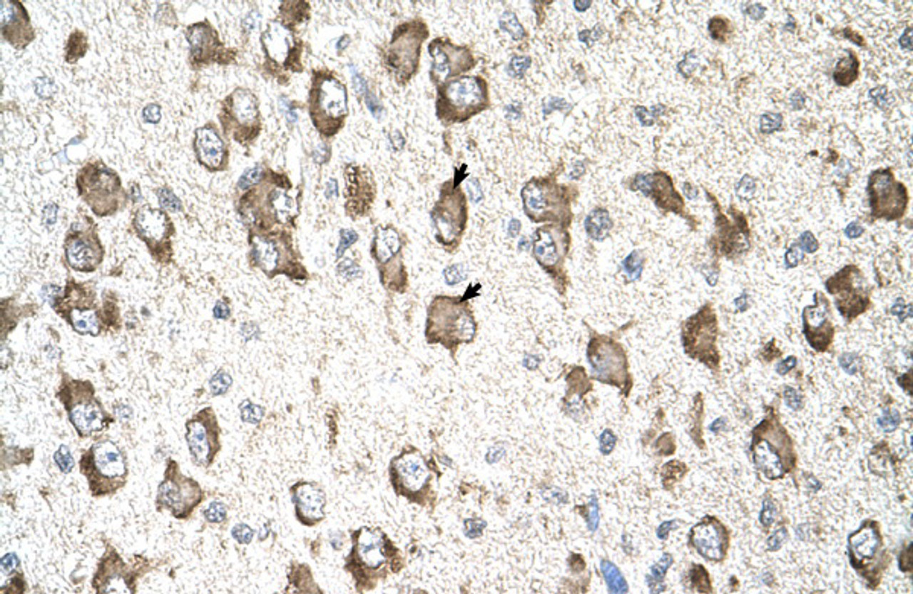 Antibody used in IHC on Human Brain.