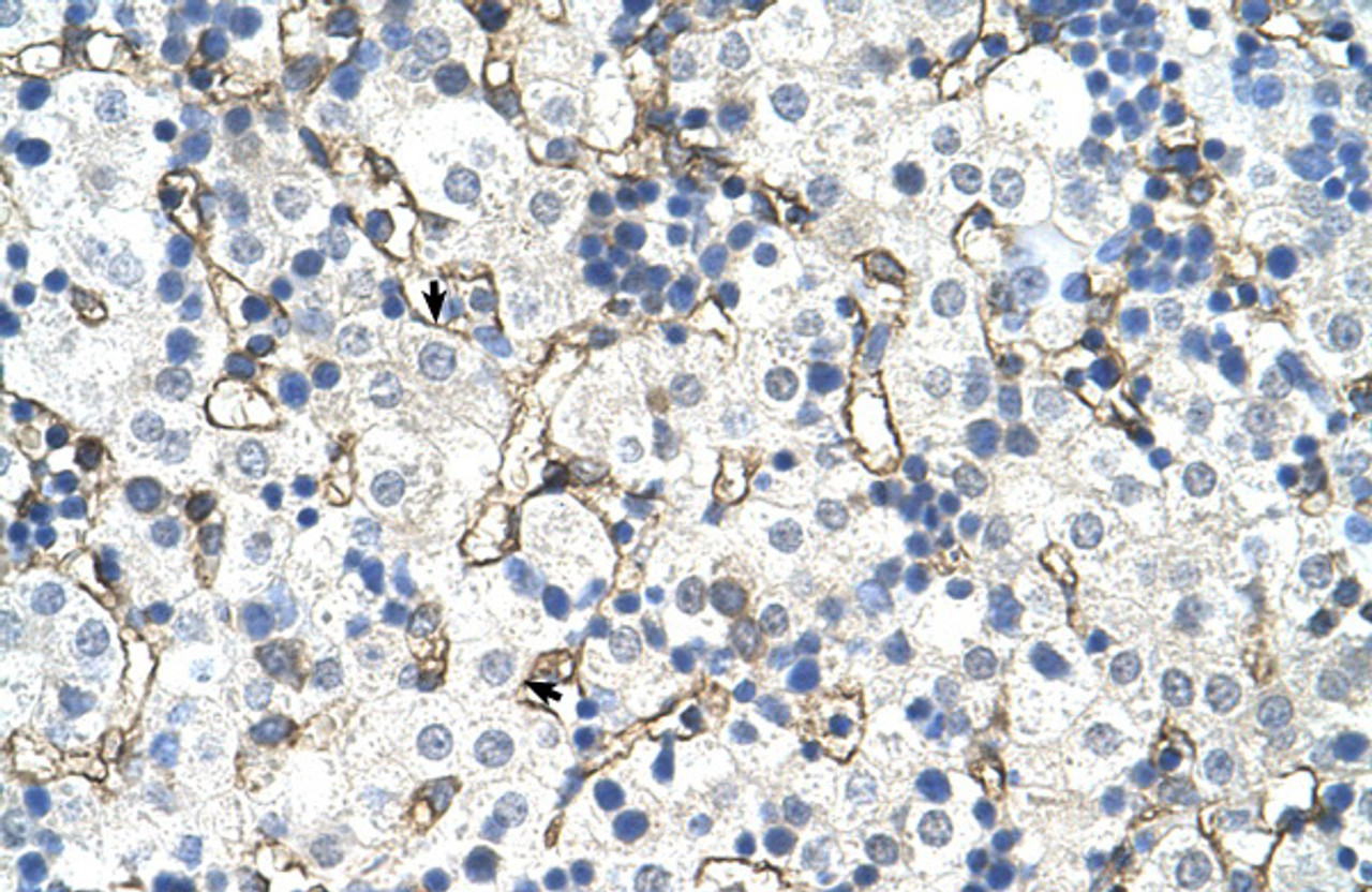 Antibody used in IHC on Human Liver.