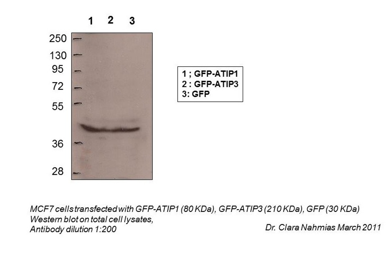 Antibody used in WB on Total.