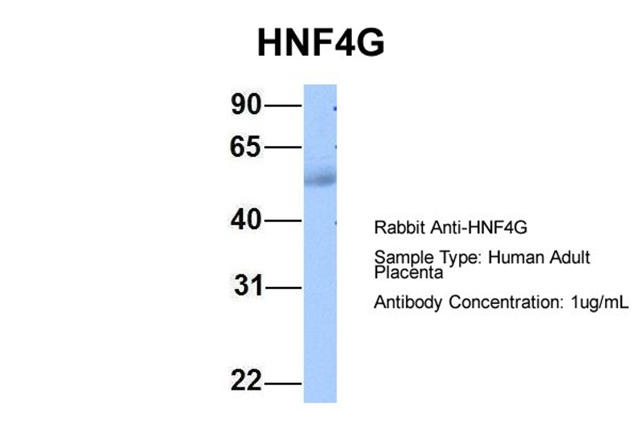 Antibody used in WB on Hum. Adult Placenta at 1 ug/ml.