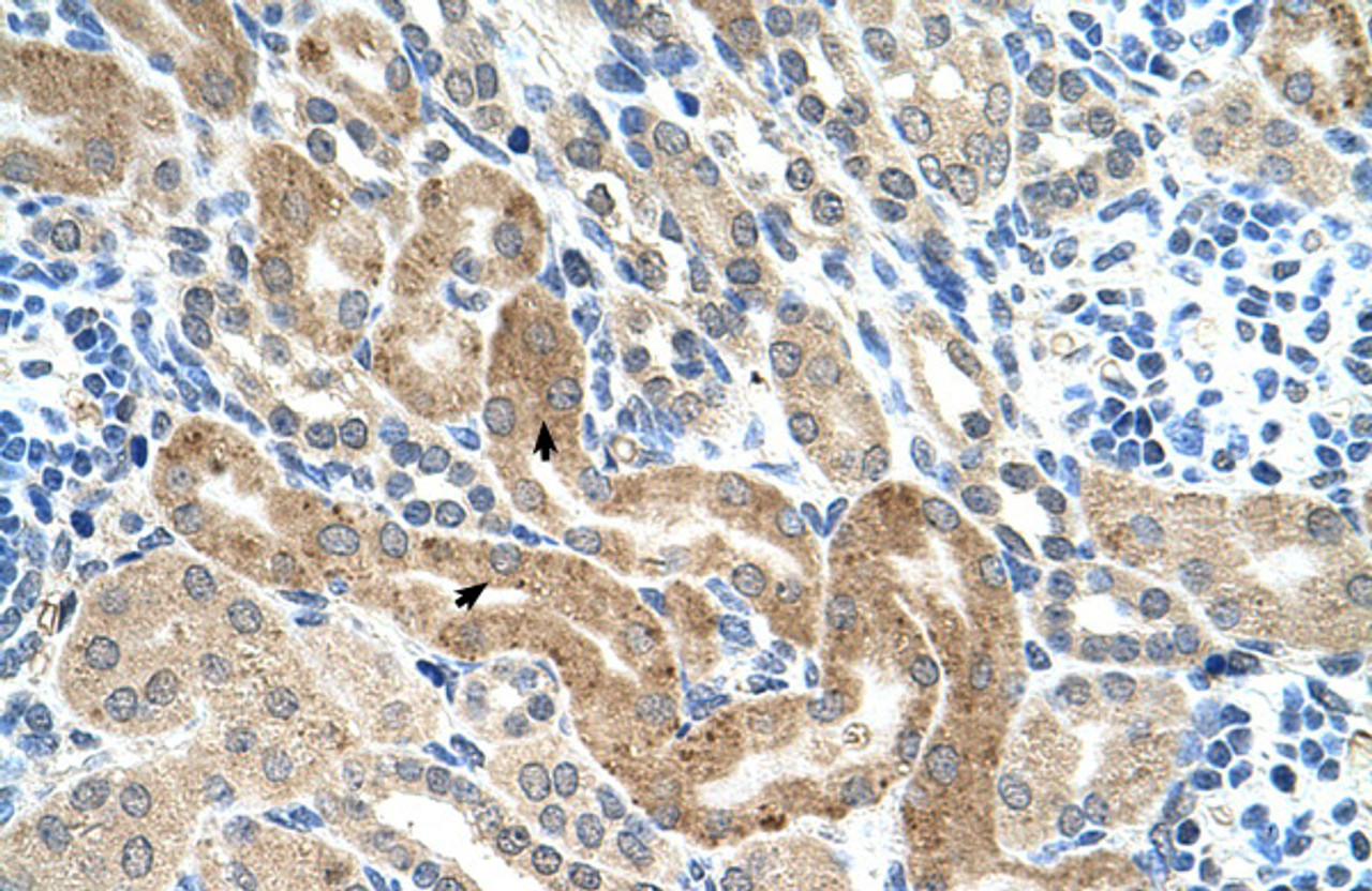 Antibody used in IHC on Human kidney.