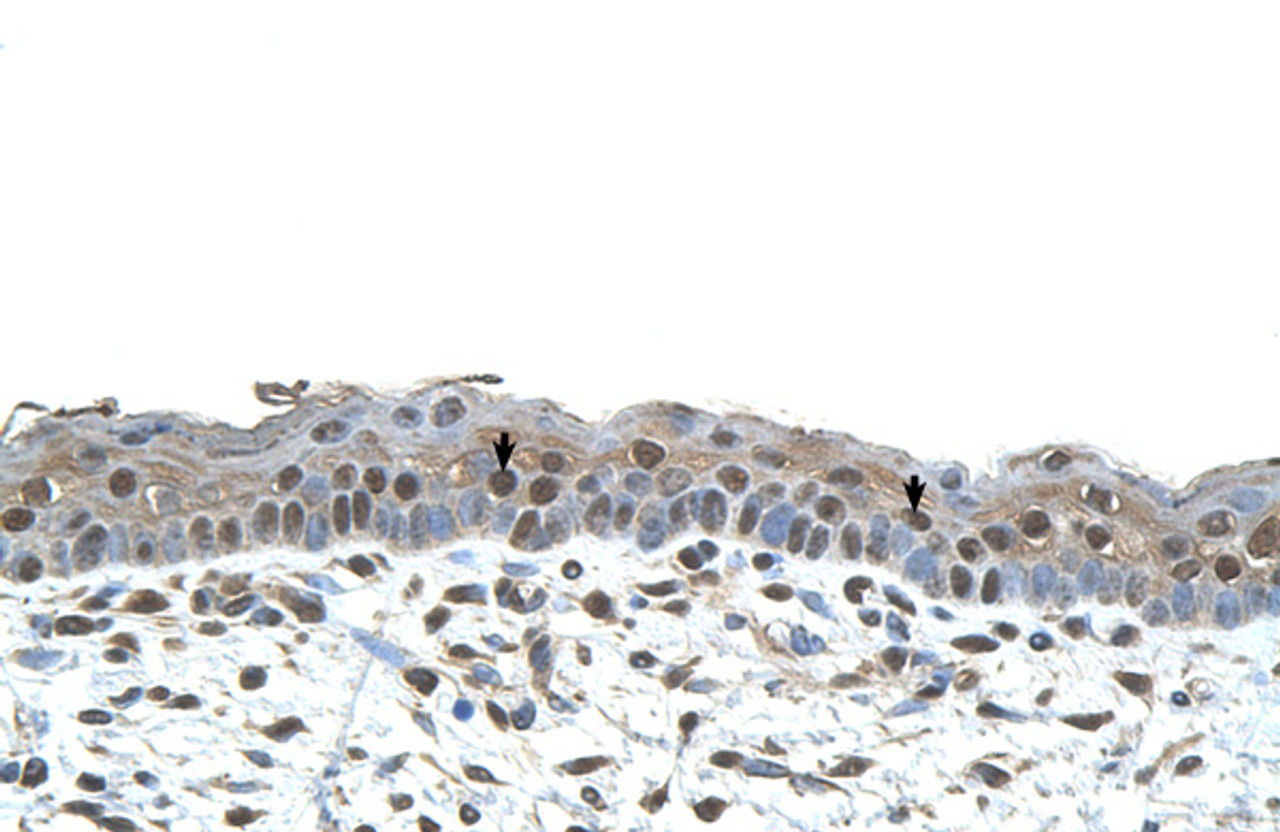 Antibody used in IHC on Human Skin.