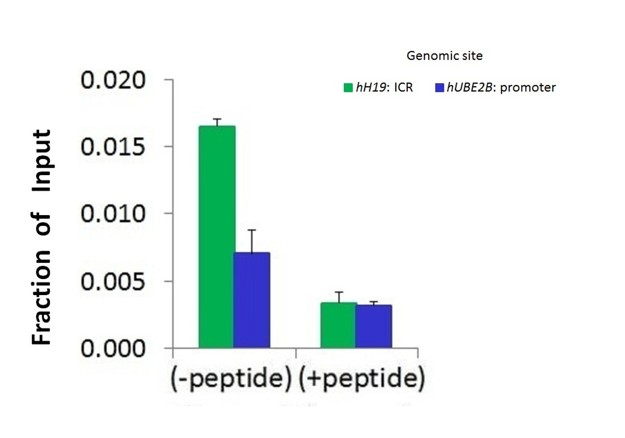 Antibody used in CHIP on HCT116 Cells.