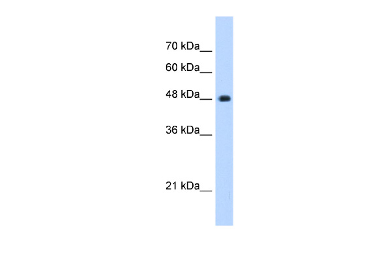 Antibody used in WB on Human HepG2 at 0.2-1 ug/ml.