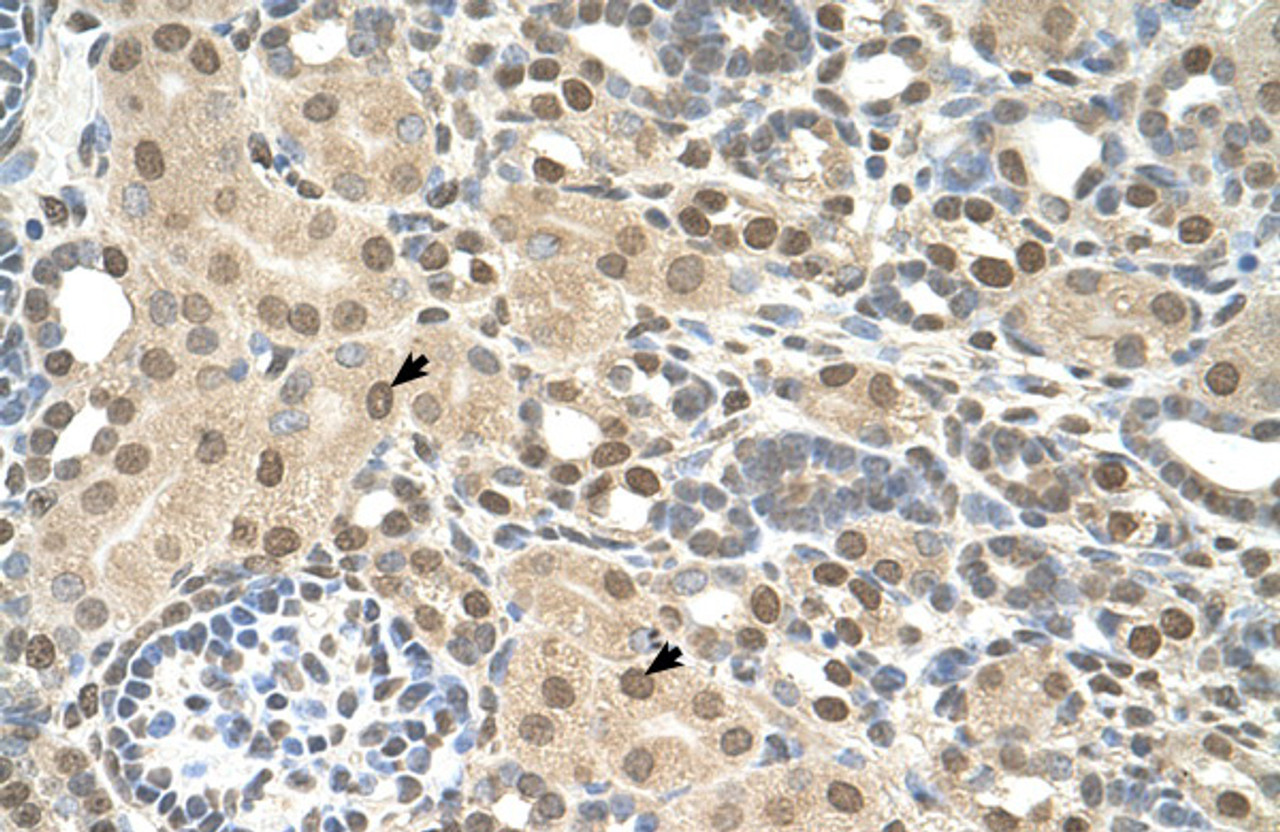 Antibody used in IHC on Human Kidney at 4.0-8.0 ug/ml.