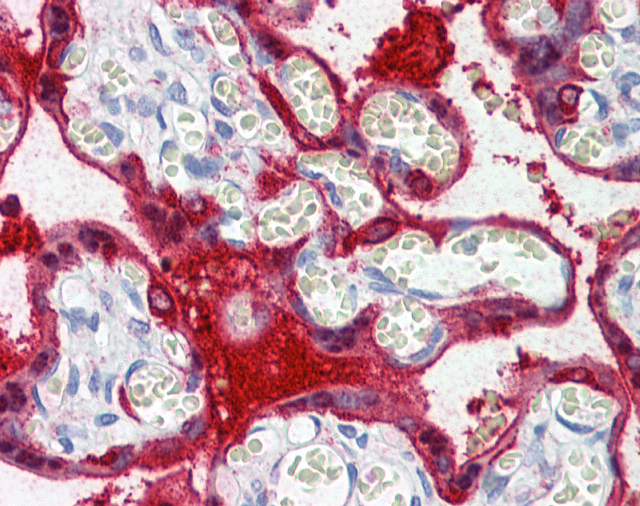 Antibody used in IHC on Human Placenta.