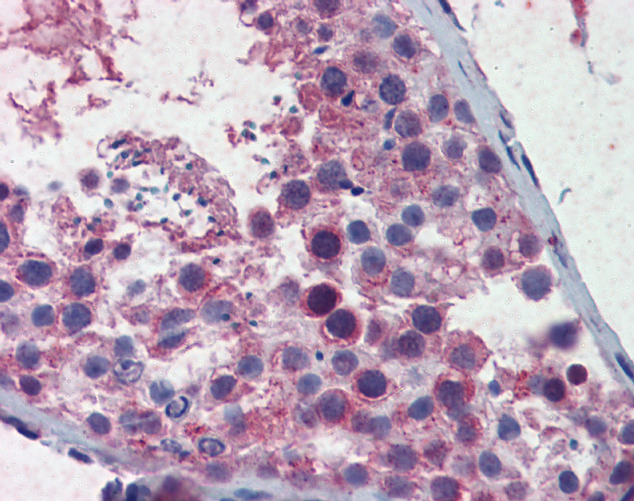 Antibody used in IHC on Human Testis.