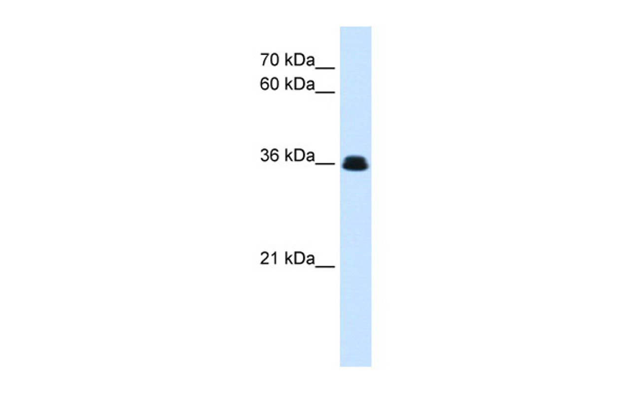 Antibody used in WB on Drosophila at 0.2-1 ug/ml.