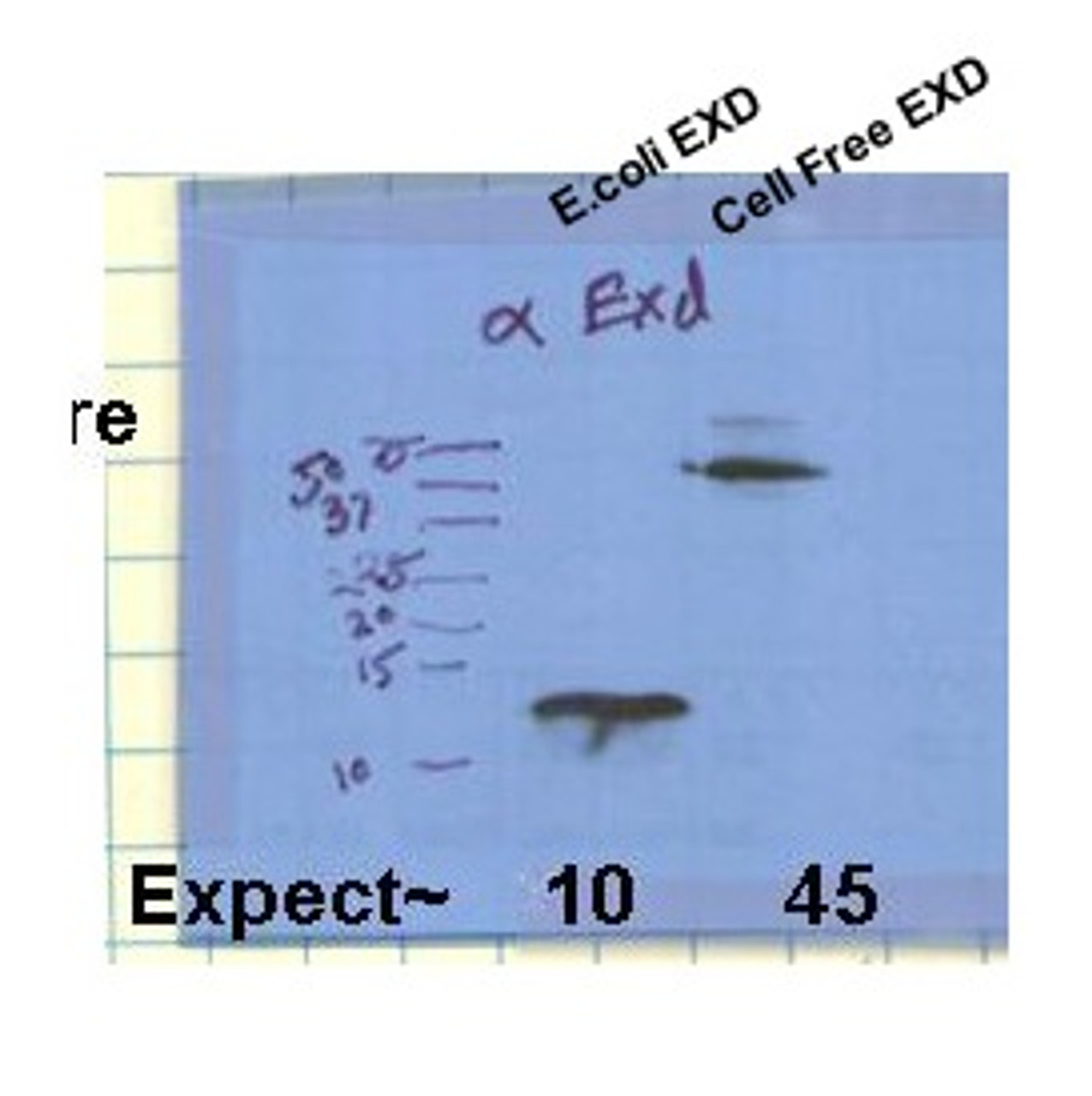 Antibody used in WB on Drosophila at 1:1000.