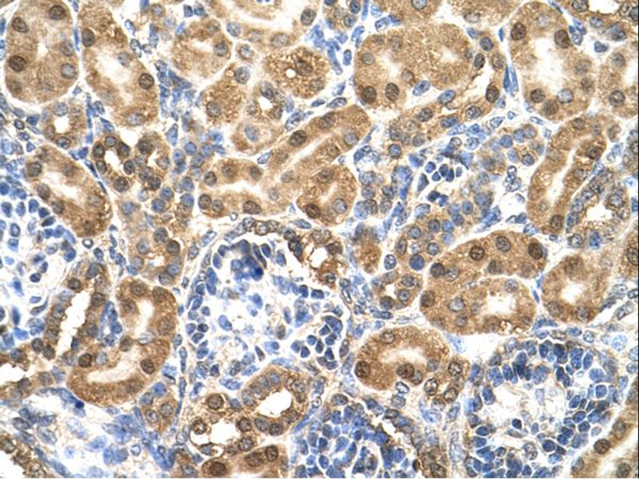 Antibody used in IHC.