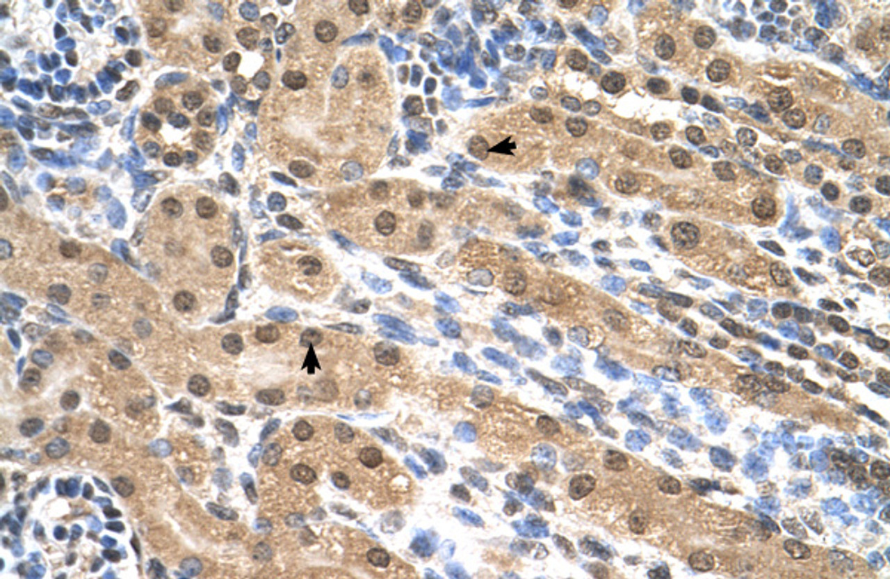 Antibody used in IHC on Human kidney.