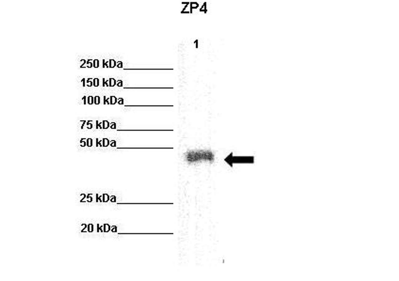 Antibody used in WB on recombinant human ZP4 protein.