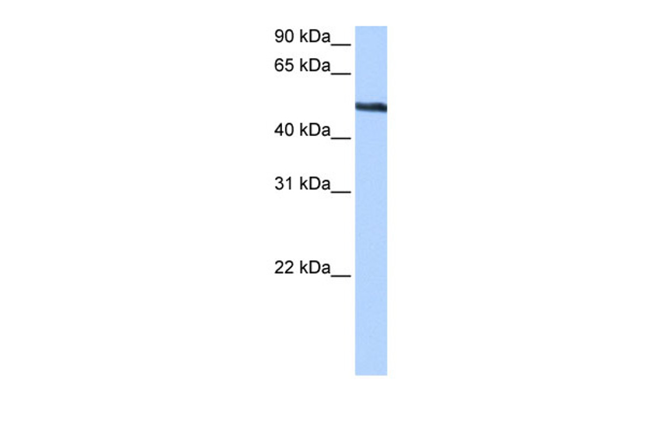 Antibody used in WB on Human HepG2 at 0.2-1 ug/ml.