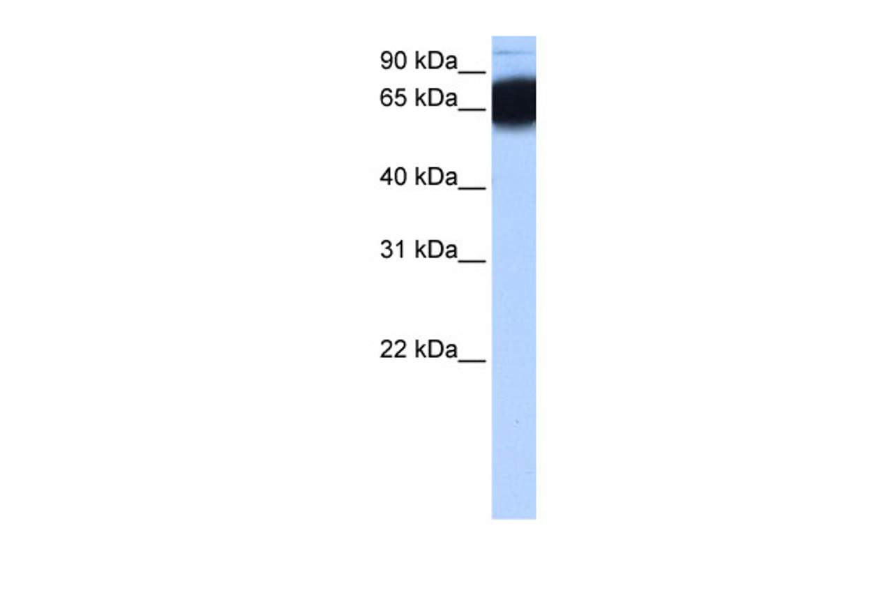 Antibody used in WB on Human Heart at 0.2-1 ug/ml.