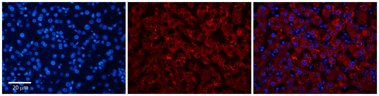 Antibody used in IHC on Human Adult Liver at 1:100.