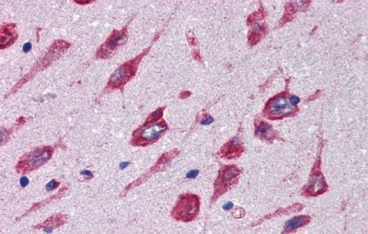 Antibody used in IHC on Human cortex at 5.0 ug/ml.