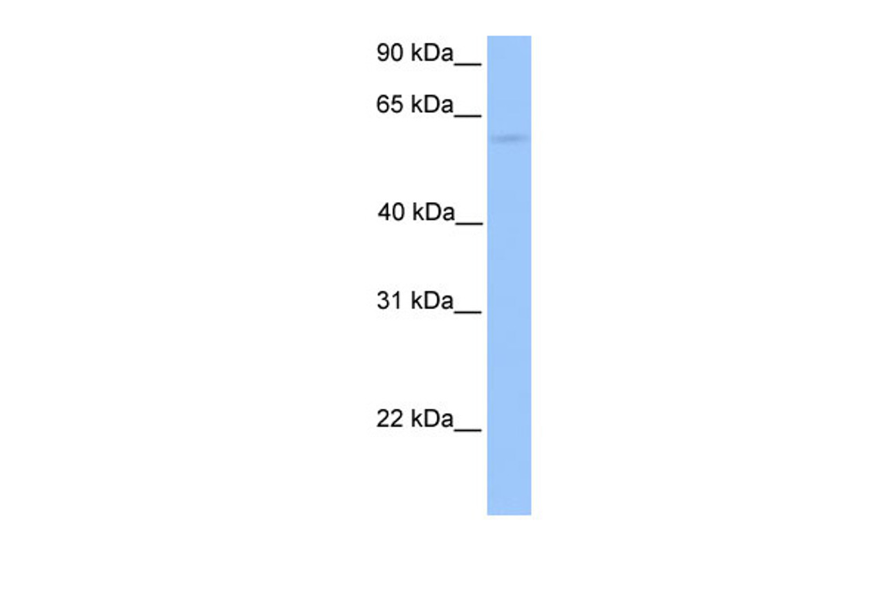 Antibody used in WB on Human 721_B at 0.2-1 ug/ml.