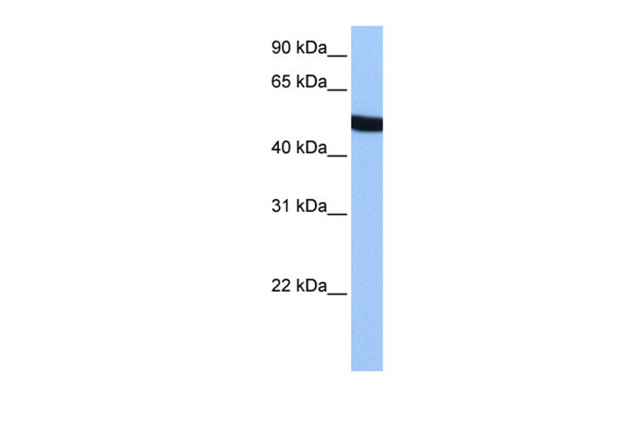 Antibody used in WB on Human HepG2 at 0.2-1 ug/ml.