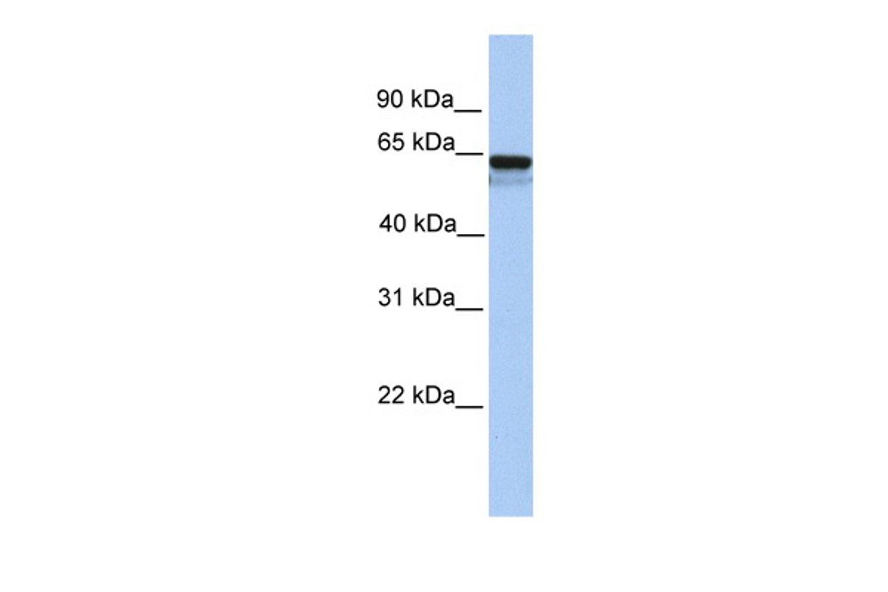 Antibody used in WB on Human Heart at 0.2-1 ug/ml.