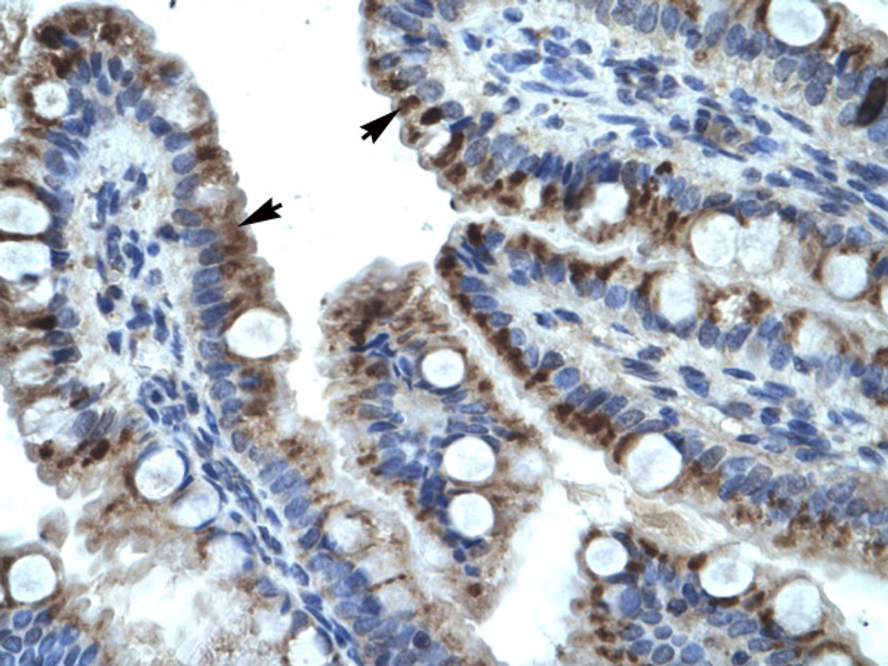 Antibody used in IHC on Human Intestine at 4.0-8.0 ug/ml.