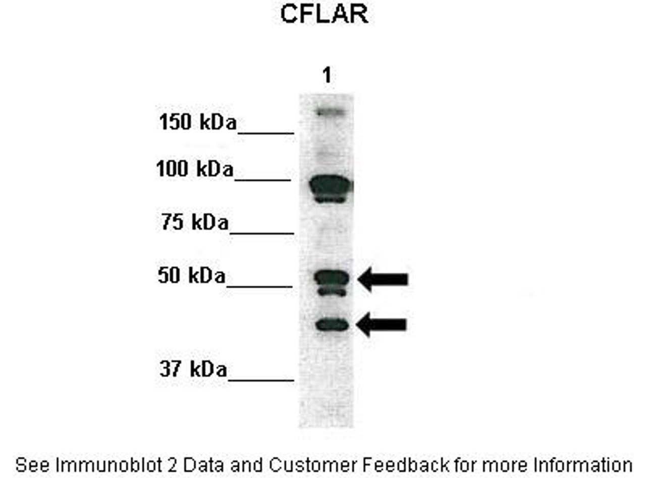 Antibody used in WB on Human 293T at: 1:1000.