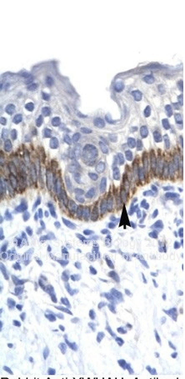 Antibody used in IHC on Human Brain at 0.2-1 ug/ml.