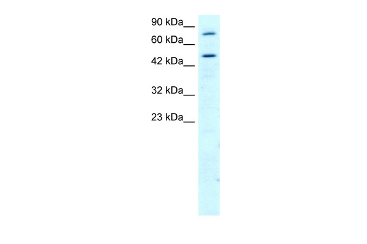 Antibody used in WB on Human HepG2 at 2.0 ug/ml.