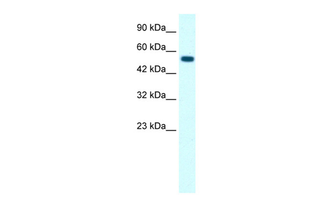 Antibody used in WB on Human Raji at 0.2-1 ug/ml.