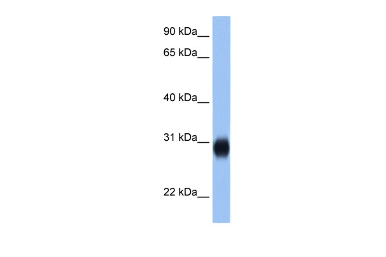 Antibody used in WB on Human 293T at 2.5 ug/ml.