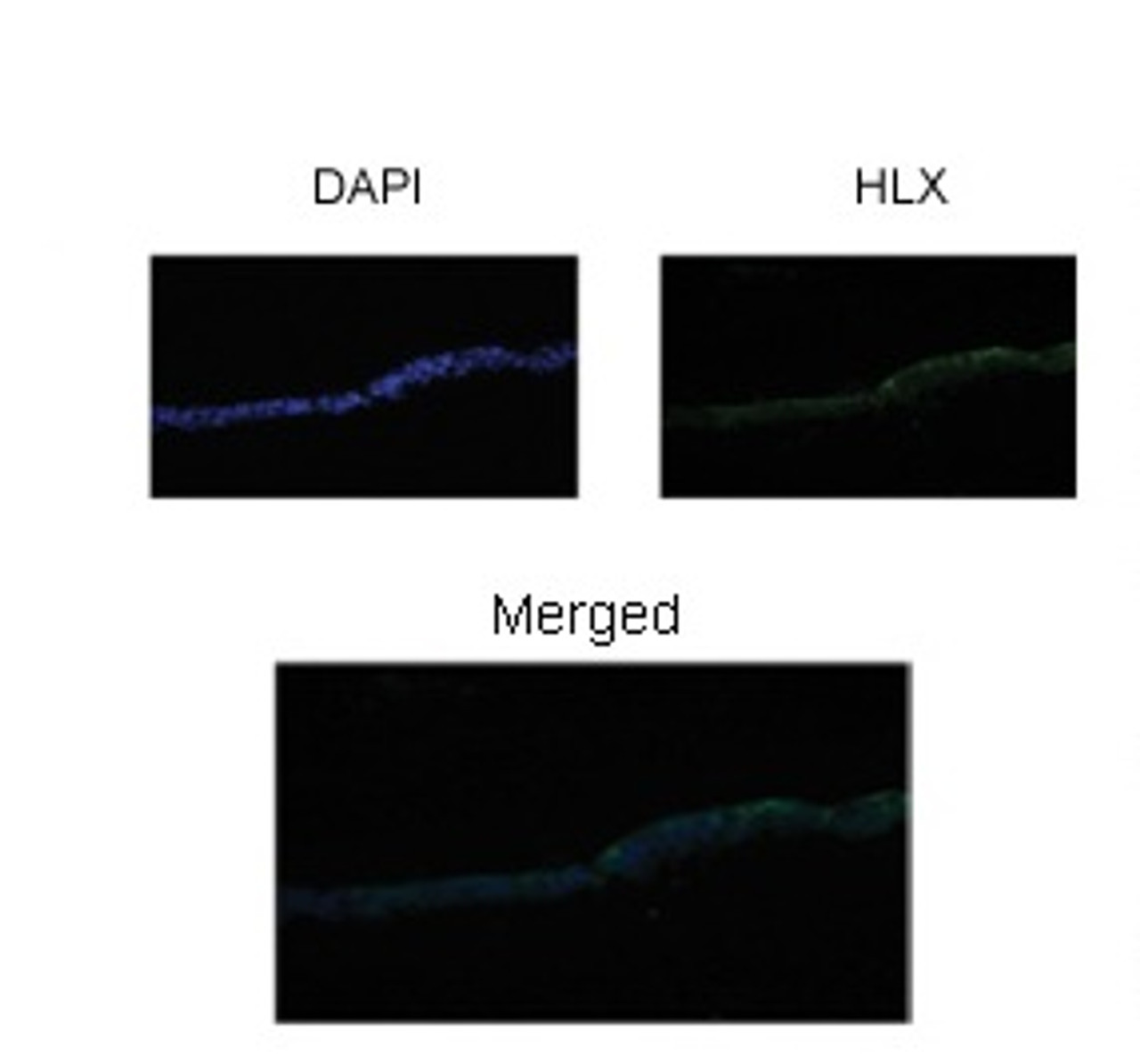 Antibody used in IF on Xenopus Laevis at 1:200.