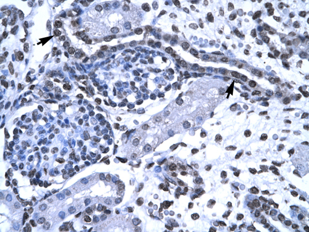 Antibody used in IHC on Human kidney.