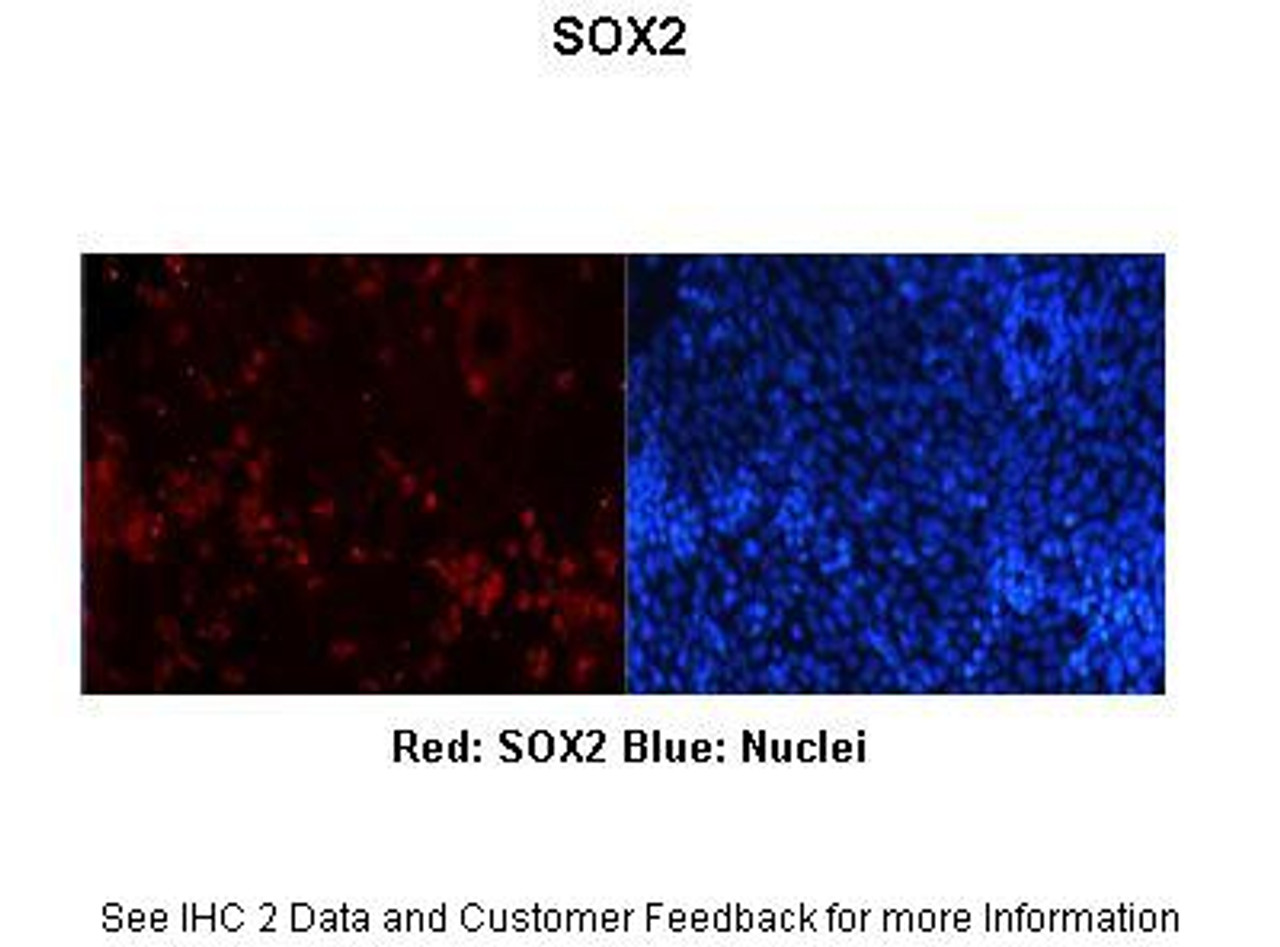 Antibody used in IHC.