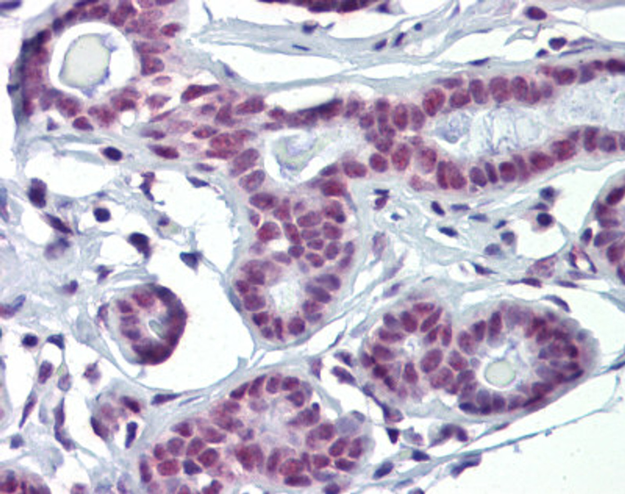 Antibody used in IHC on Human Testis.