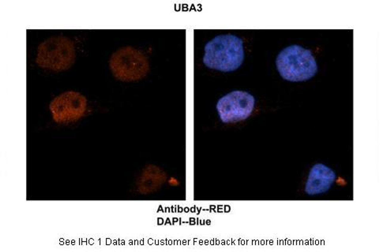 Antibody used in IHC on Human Brain at 1:500.