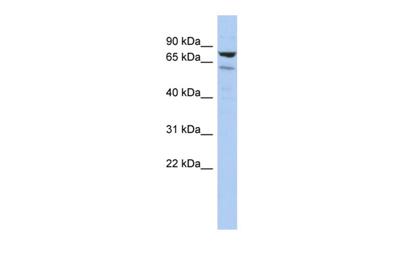 Antibody used in WB on Human HepG2 at 0.2-1 ug/ml.