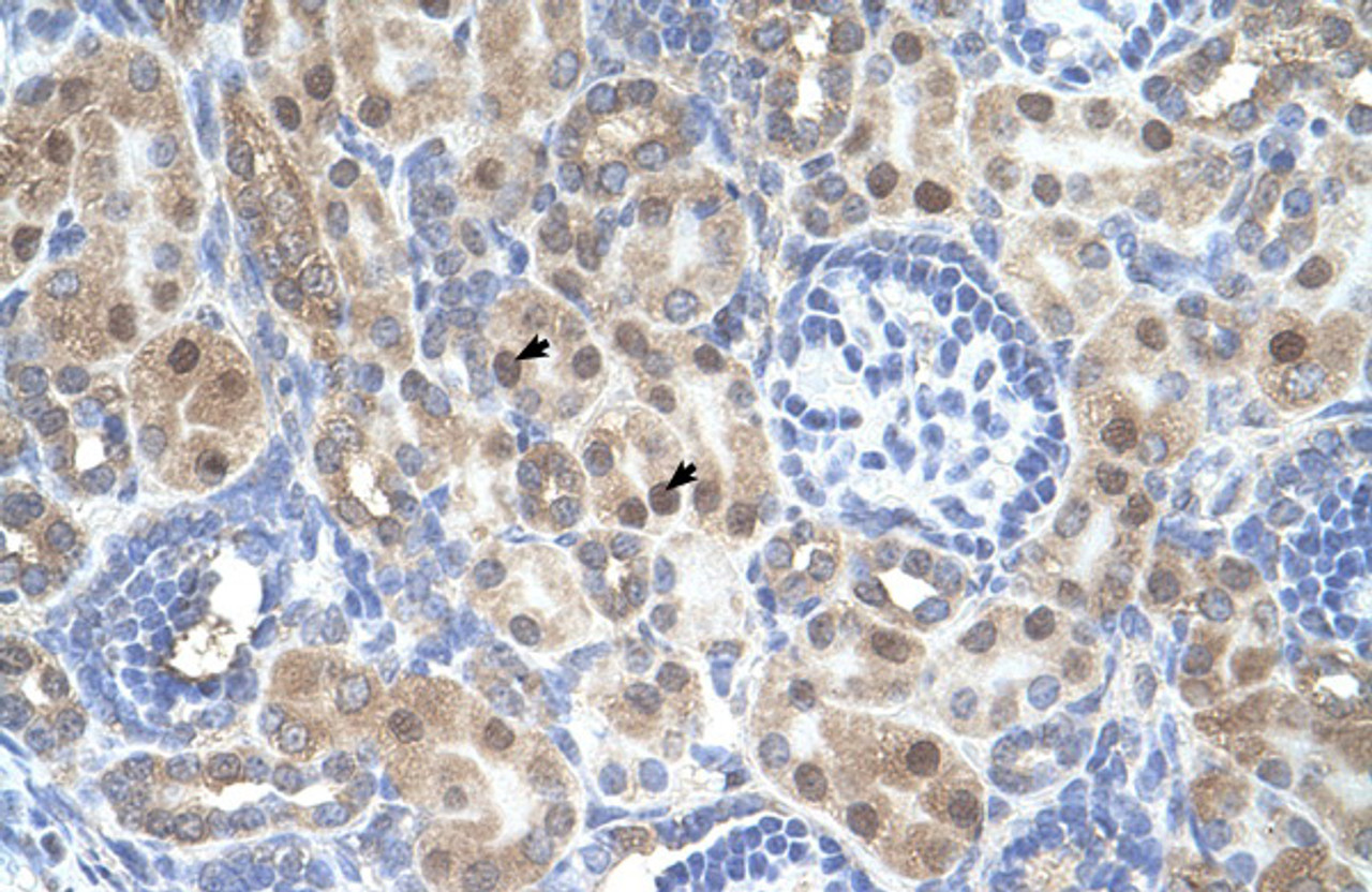 Antibody used in IHC on Human kidney.