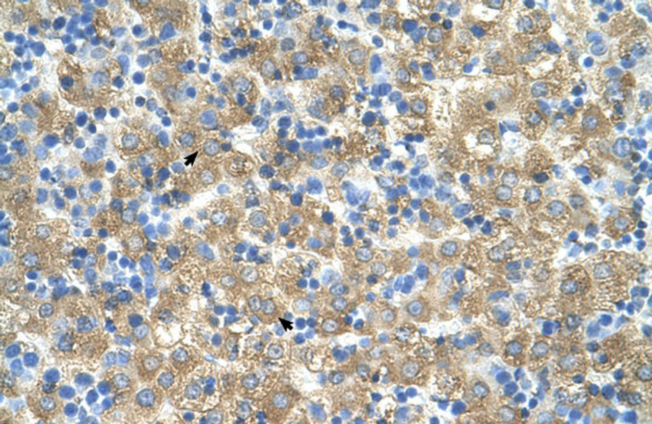 Antibody used in IHC on Human Liver.